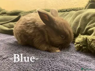 Mini Lop rabbits + Eight gorgeous mini lops for sale + - Advert 18