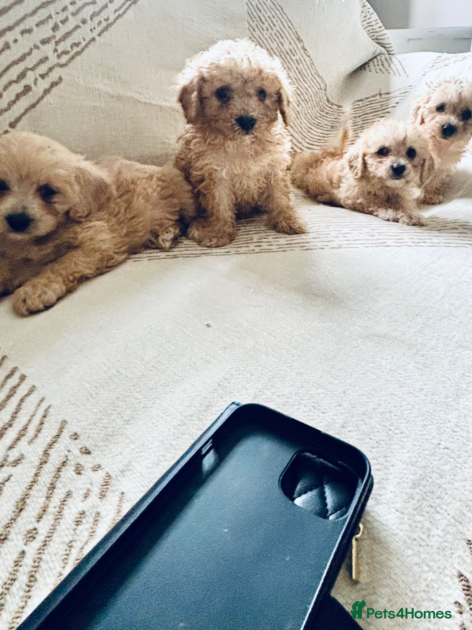 Cavachon dogs 🐶Beautiful cavapoochon puppies ready to leave 🐶  - Advert 2