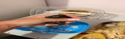 Mouse rodents for sale: 6 female fancy mice  - Advert 3