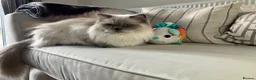 Ragdoll cats for sale: 3 Blue Point Kittens for sale - All Boys!! - Advert 37