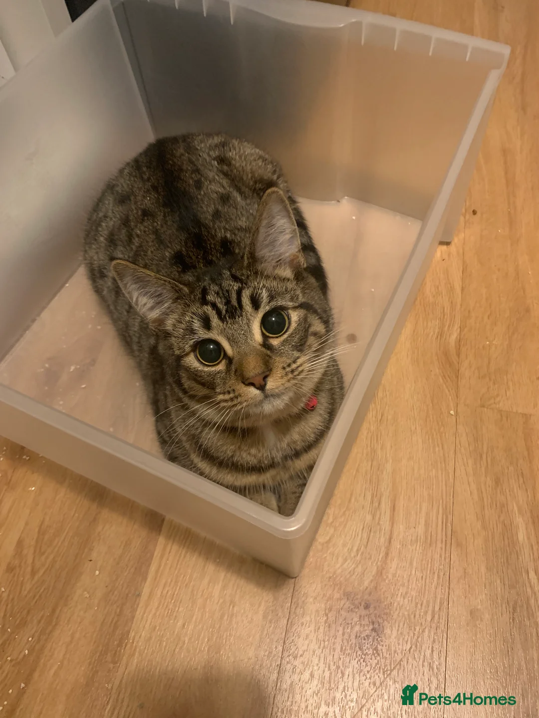 British Shorthair cats for sale: British shorthair cat 4 years old  - Advert 3