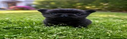 French Bulldog dogs for sale: French bulldog puppies  - Advert 8