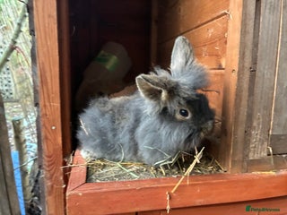 Lionhead rabbits 3 lionhead baby boys - Advert 16