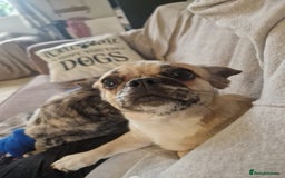 Puggle dogs for adoption: 💖🐶LOLA 2 -affectionate & sweet PugxFrenchie🐶💖 - Image 6