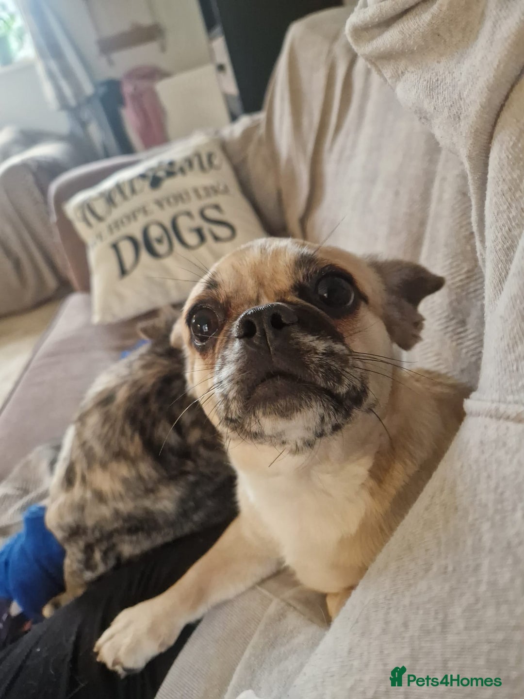 Puggle dogs for adoption: 💖🐶LOLA 2 -affectionate & sweet PugxFrenchie🐶💖 - Image 6