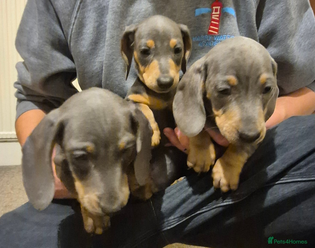 Dachshund dogs for sale: Beautiful dachshund puppies - Image 4