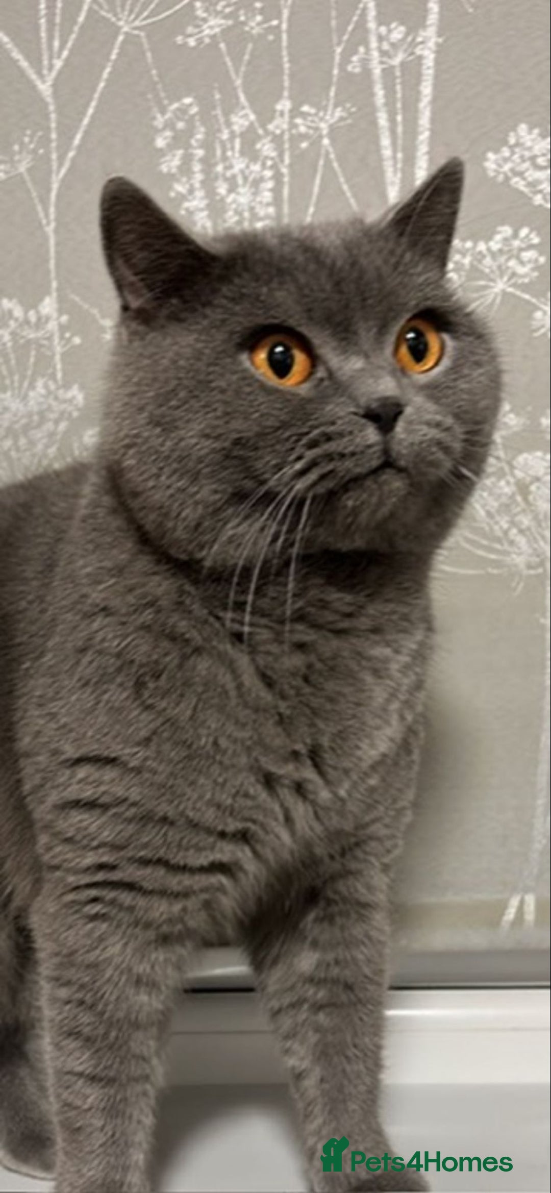 British Shorthair cats for sale: Grey British Shorthair - Advert 7