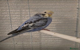Budgerigars birds for sale: 2 friendly budgies - Advert 2