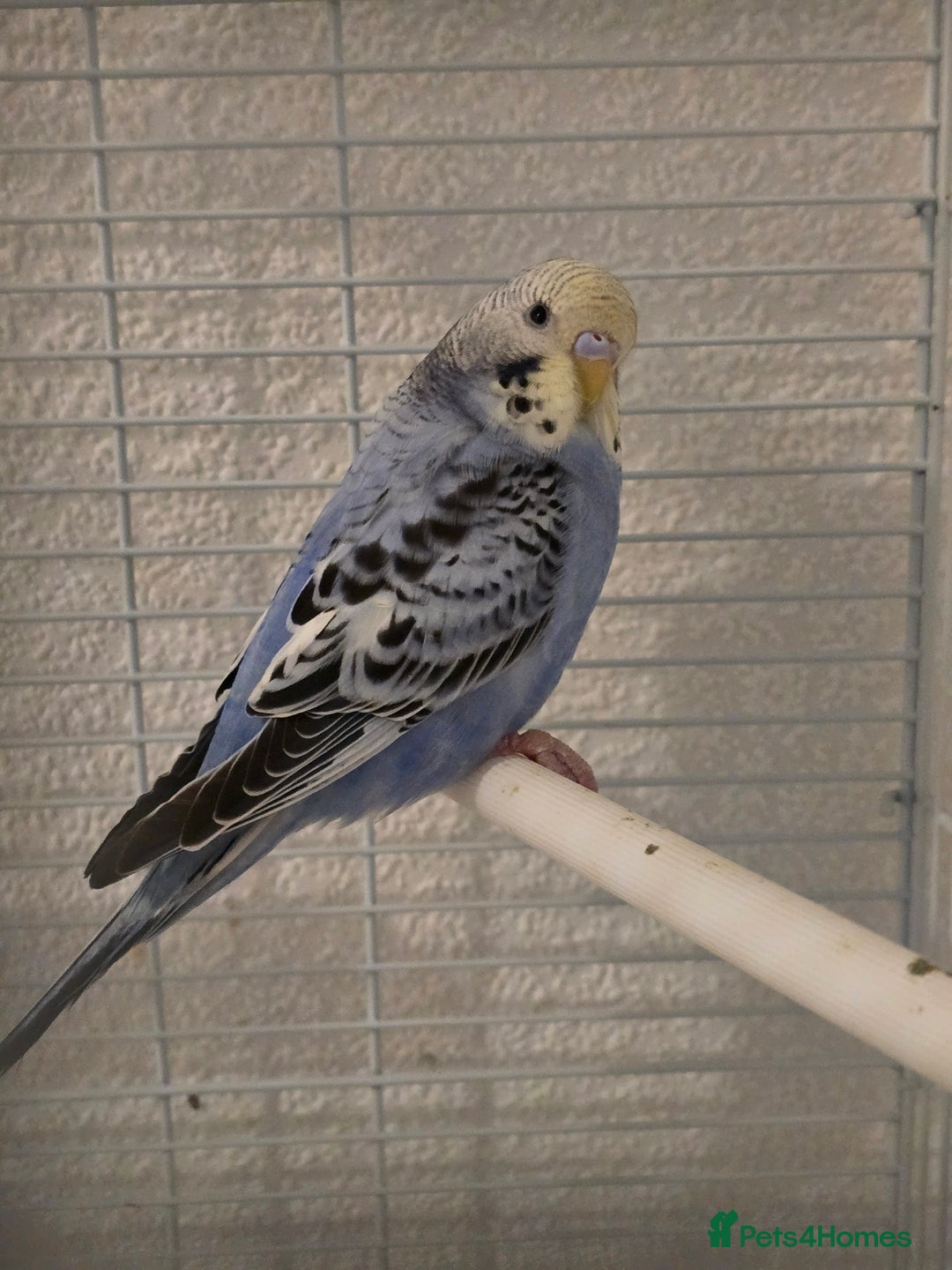 Budgerigars birds for sale: 2 friendly budgies - Advert 2