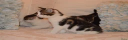 Mixed Breed cats for sale: 4 Beautiful Gentle Kittens for Sale - Advert 24