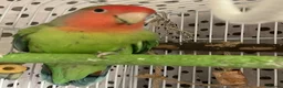 Lovebirds birds for sale: Beautiful baby lovebird - Advert 3