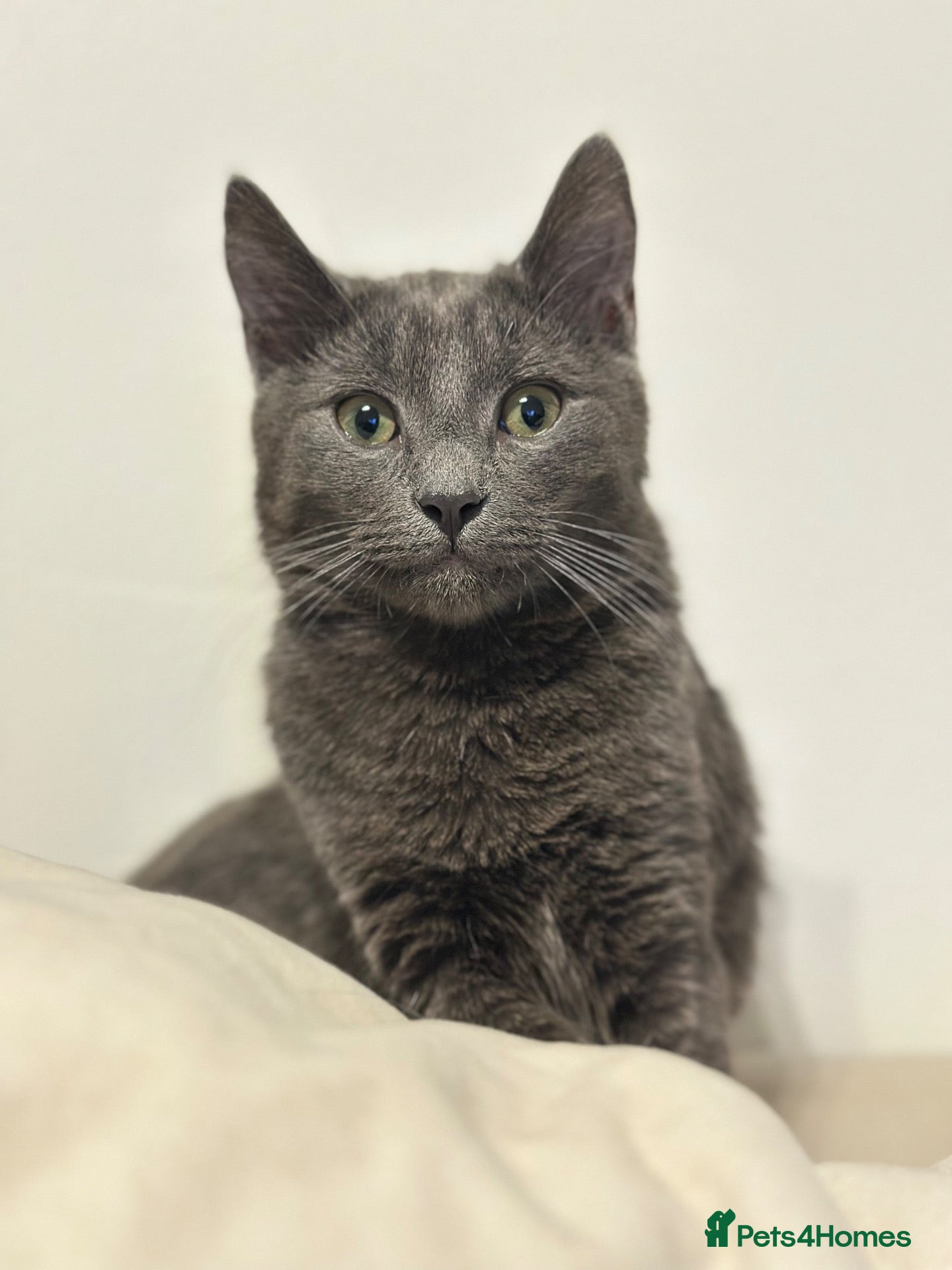 Mixed Breed cats for sale: Meet Halo – 2-Year-Old British Blue-Style Boy 🐾 - Advert 1