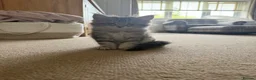 Maine Coon cats for sale: Last Beautiful Maine Coon Kitten Ready Now 🐾 - Advert 10