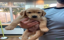 Golden Retriever dogs for sale: 5⭐️ Golden Retriever Puppies - Ready Soon ❤️🐶 - Image 23
