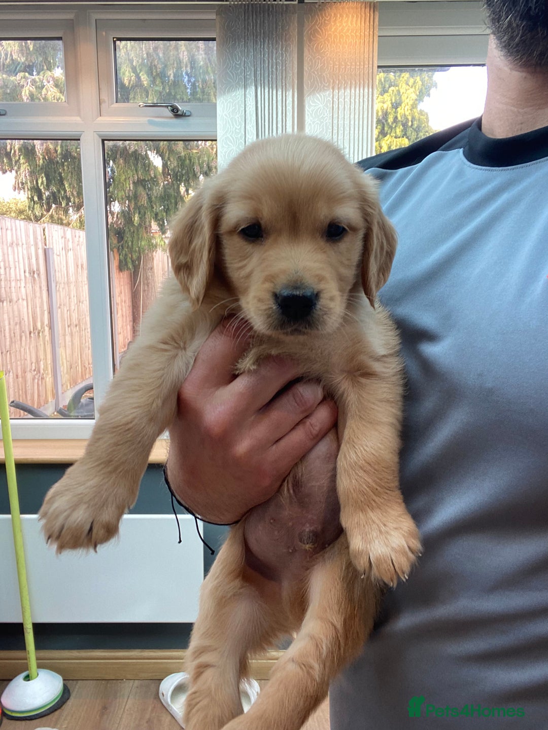 Golden Retriever dogs for sale: 5⭐️ Golden Retriever Puppies - Ready Soon ❤️🐶 - Image 23