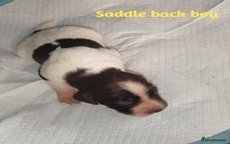 English Springer Spaniel dogs for sale: 🌟 Beautiful Springer Spaniel Litter - Image 12