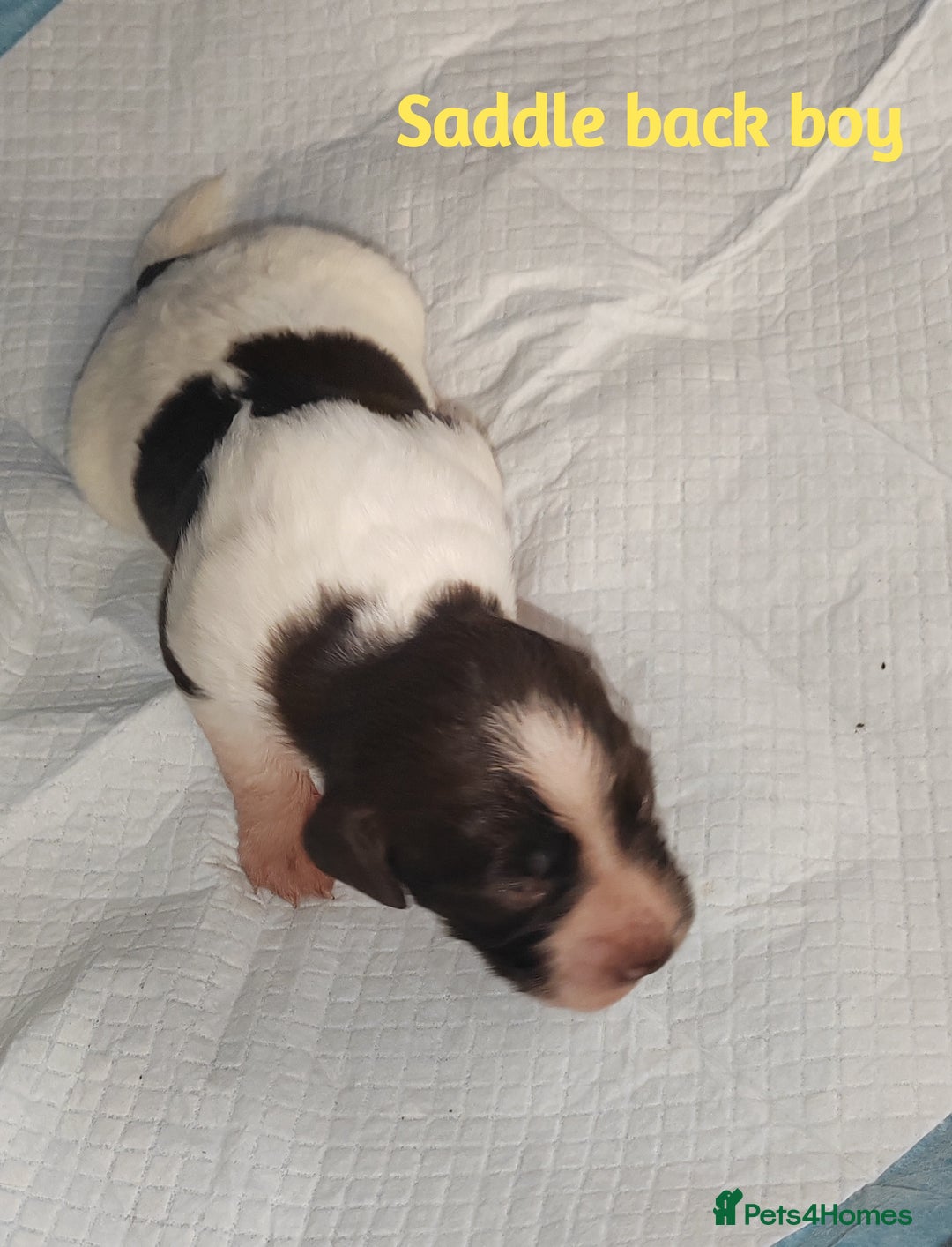 English Springer Spaniel dogs for sale: 🌟 Beautiful Springer Spaniel Litter - Image 12
