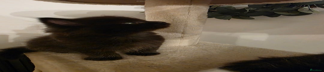 Ragdoll Kitten 3