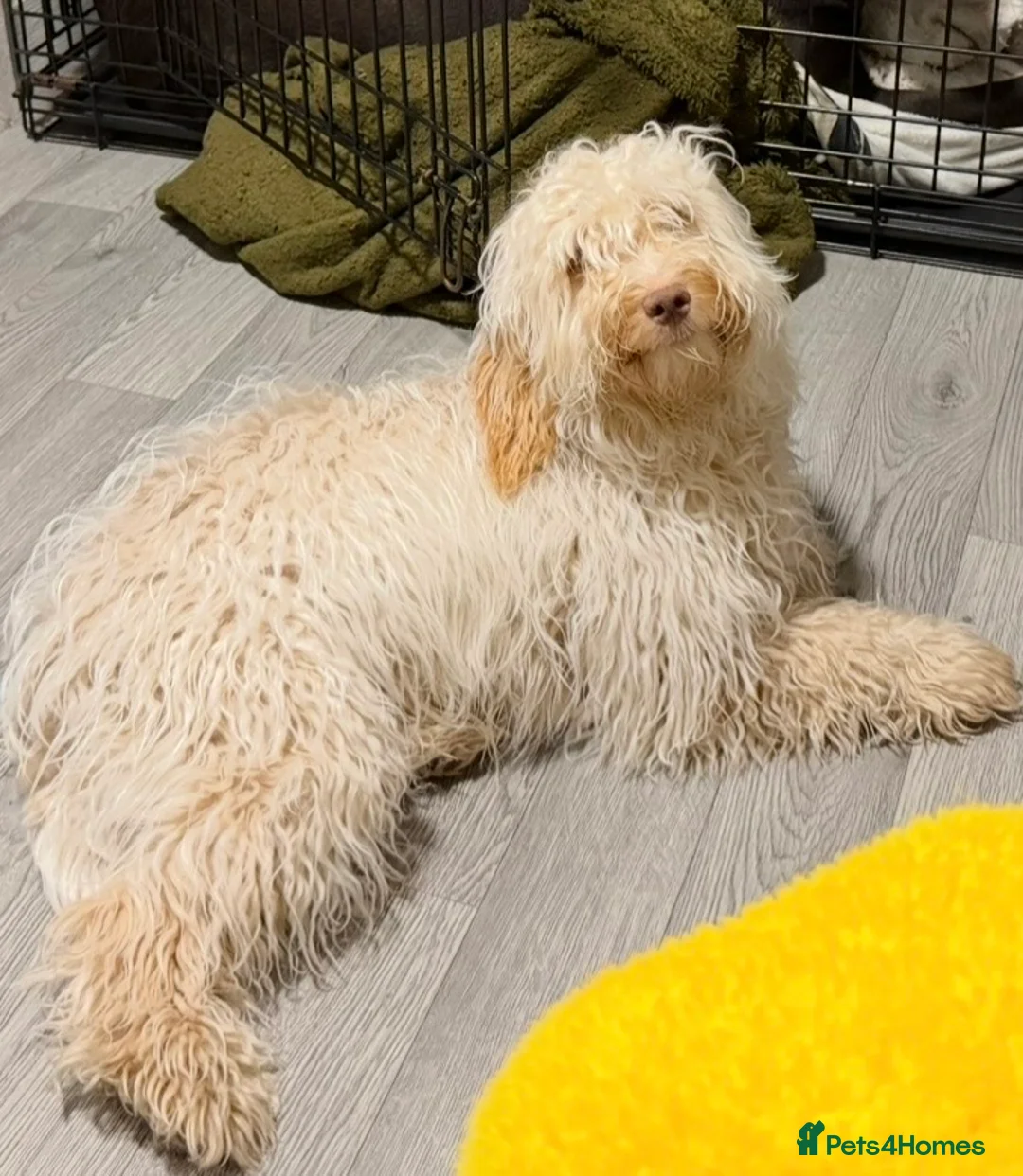 Cockapoo dogs for sale: Teddy - Cockapoo - Advert 3