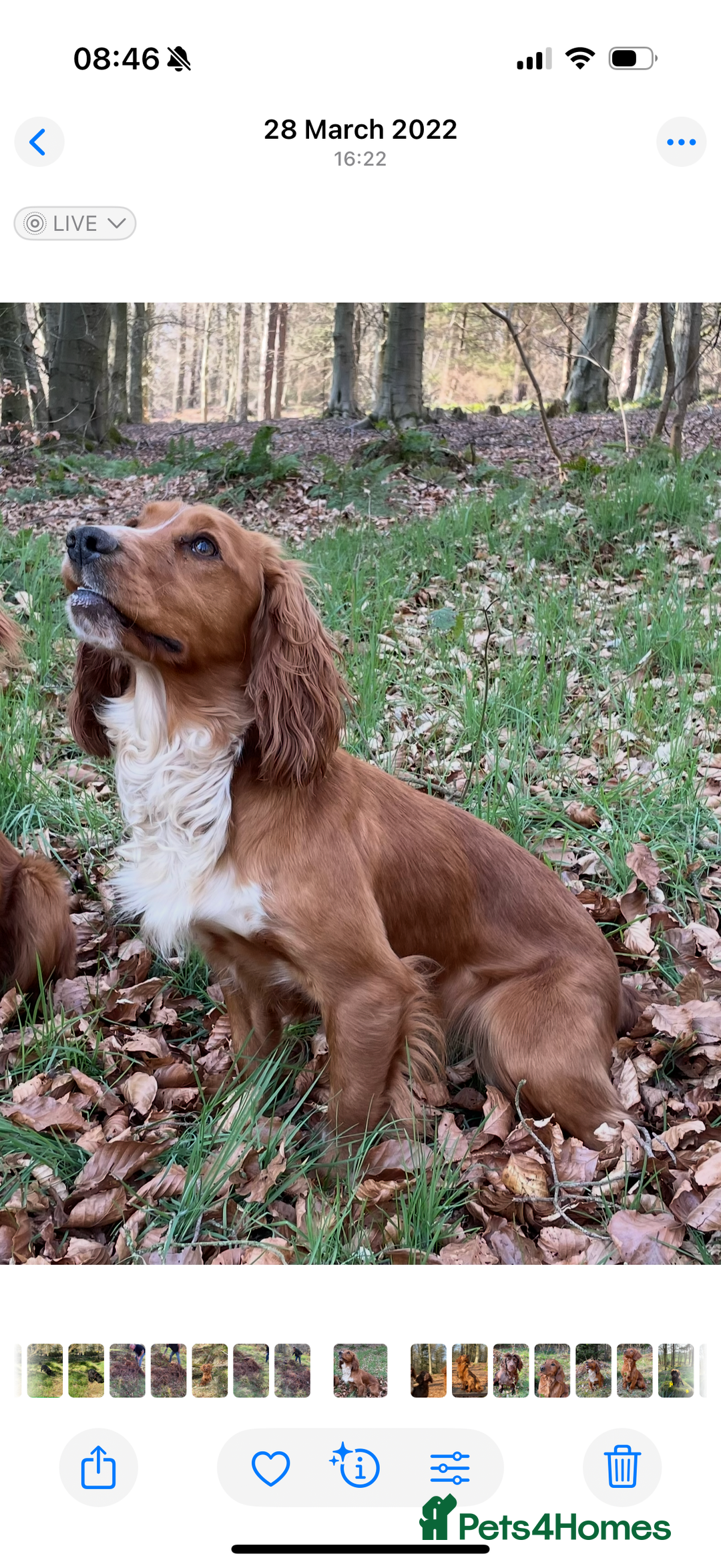 Cocker Spaniel dogs for sale: Cocker spaniel puppies - Advert 7