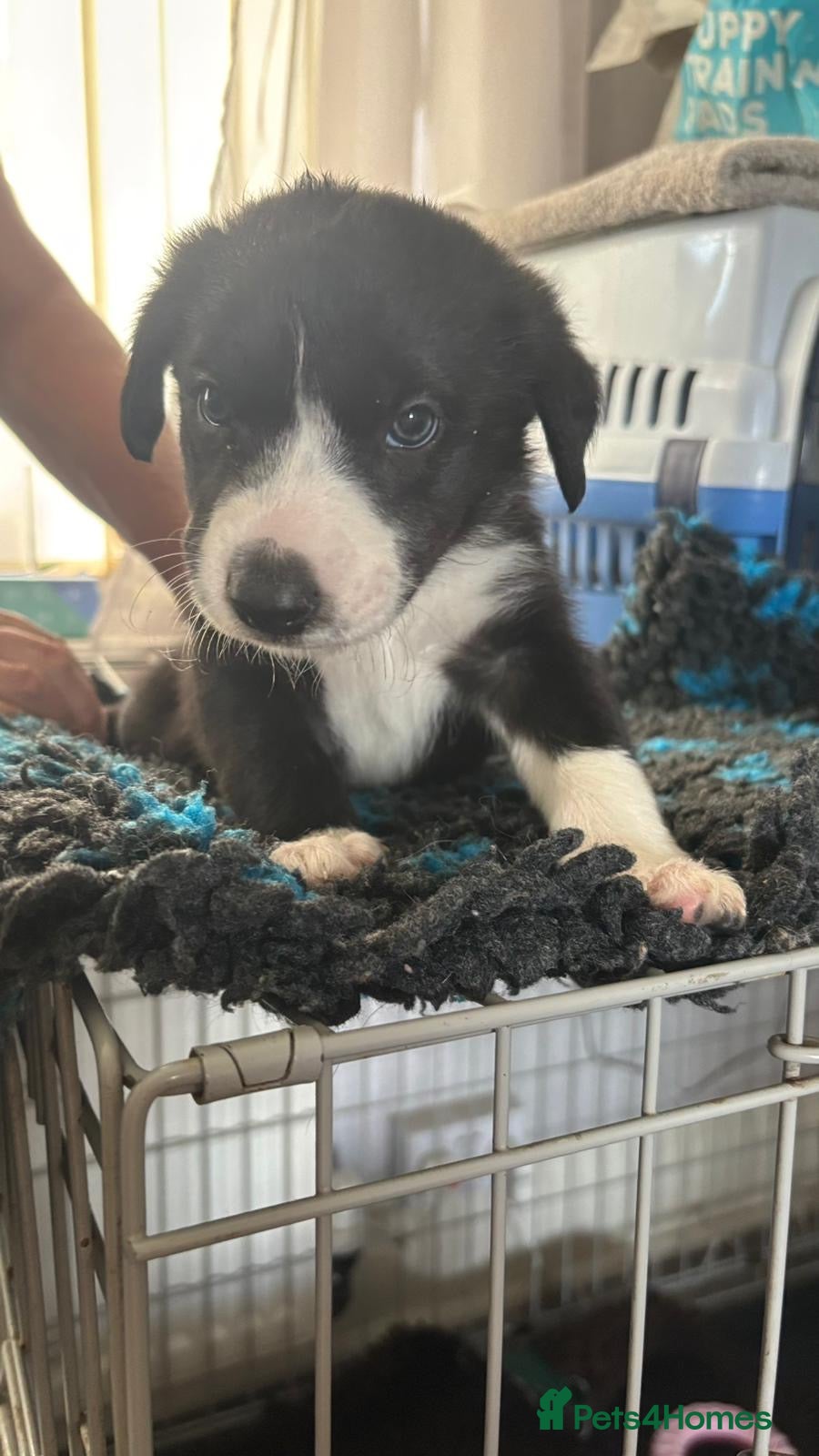 Border Collie dogs Beautiful border collie puppies  - Advert 2