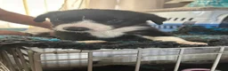 Border Collie dogs for sale: Beautiful border collie puppies  - Advert 3