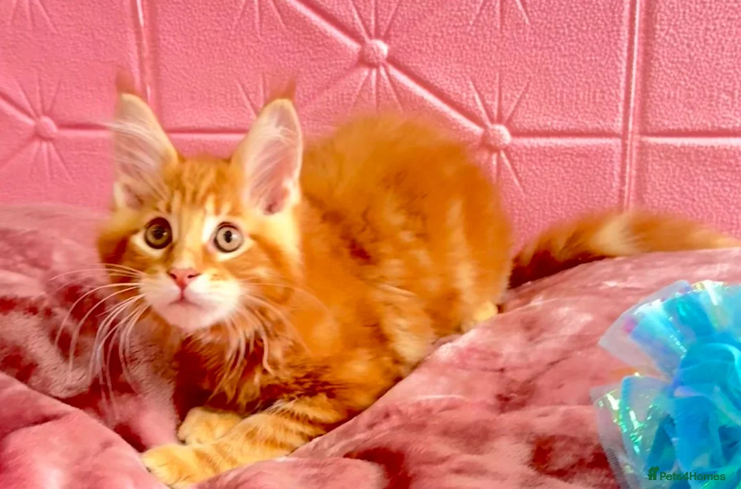 Maine Coon cats for sale: Pure breed XXL Maine Coon kittens  - Advert 2
