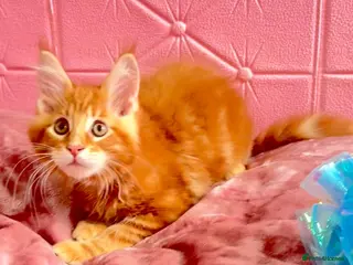 Maine Coon cats Pure breed XXL Maine Coon kittens - Advert 5