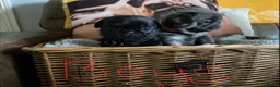 Pug dogs for sale: Gorgeous pug puppies health tested parents 🐶 - Advert 7