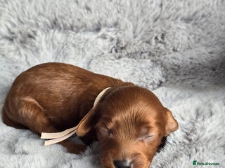 Cavapoo dogs - Advert 13