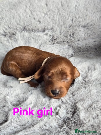 Cavapoo dogs - Advert 1