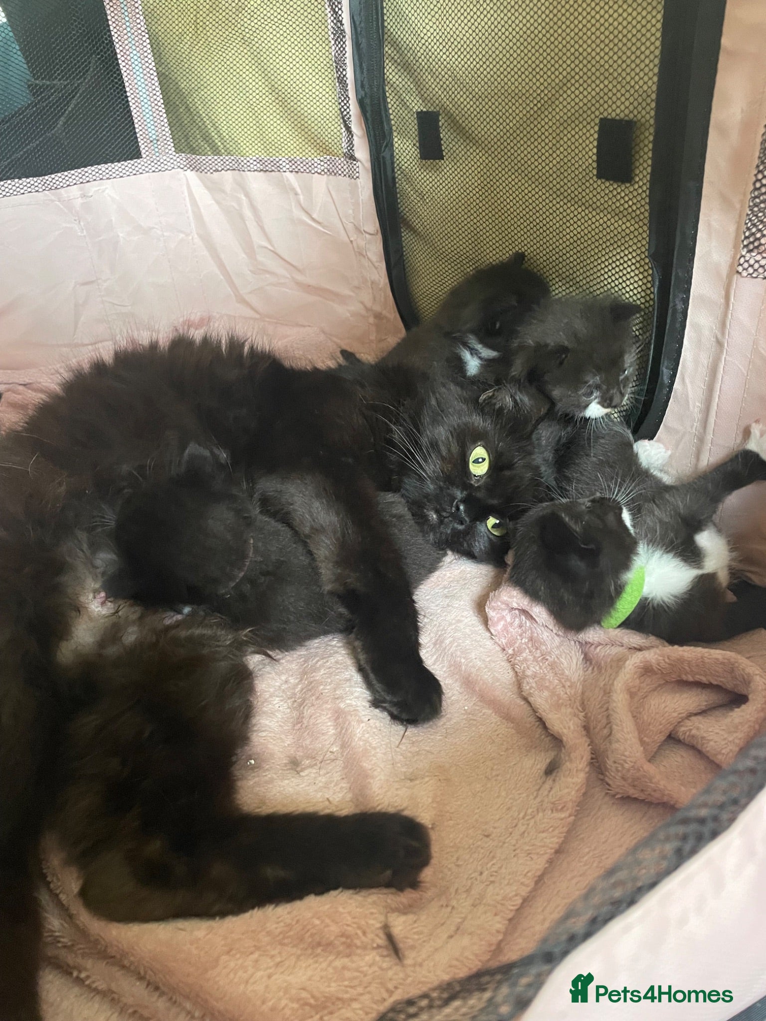Domestic Shorthair cats 5 kittens looking for their forever homes  - Advert 1