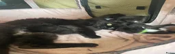 Domestic Shorthair cats for sale: 5 kittens looking for their forever homes  - Advert 1