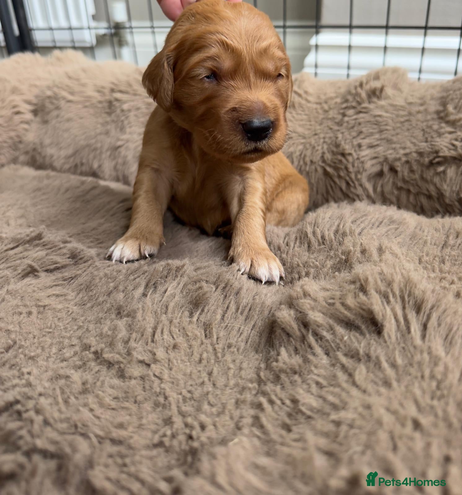Golden Retriever dogs Golden retriever puppies for sale - Advert 2