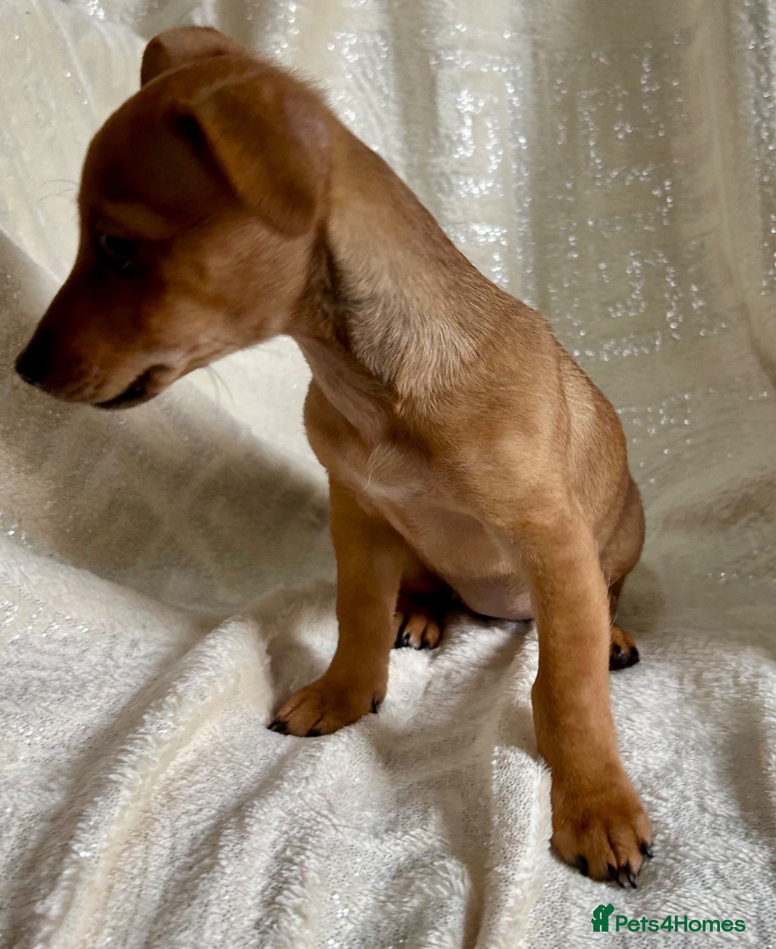 Jack Russell dogs 🐶  Jack Russell Puppies –  Ready Now 🐾 - Advert 12
