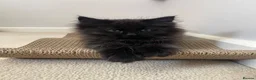 Maine Coon cats for sale: Gorgeous Mainecoon X kittens available. in Pulborough - Advert 5