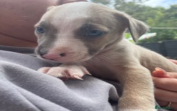 Mixed Breed dogs for sale: Presa canairo x American bulldog  - Image 16