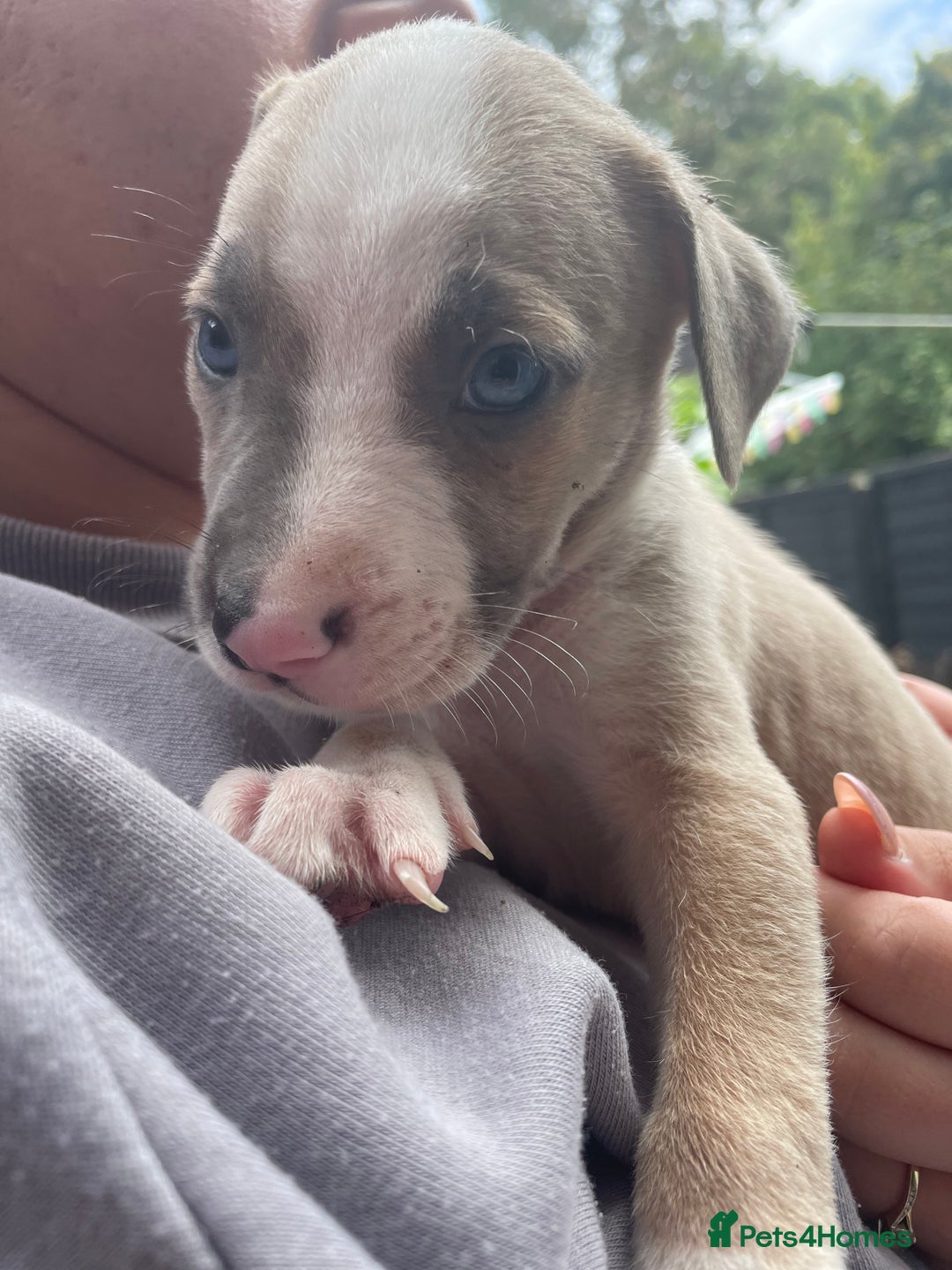 Mixed Breed dogs for sale: Presa canairo x American bulldog  - Image 16