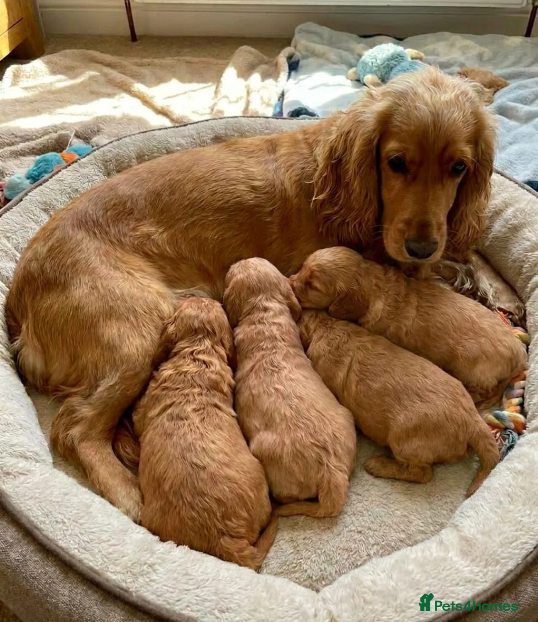 Cockapoo dogs for sale: Cockapoo puppies  in Glasgow - Advert 7
