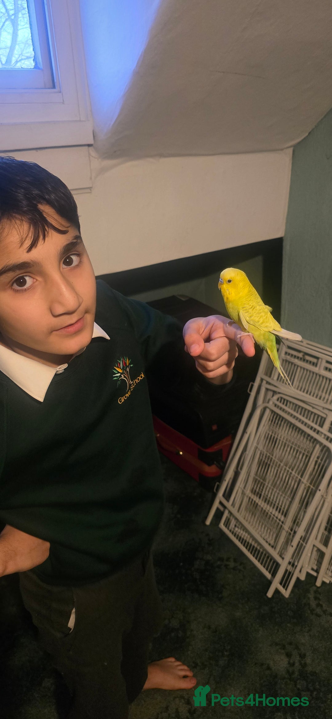 Budgerigars birds for sale: Mixed birds - Advert 11