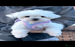 Maltese dogs for sale: London | Maltese Puppies Born on September 18th  - Image 3