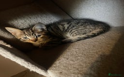Domestic Shorthair cats for sale: 5 beautiful kittens  - Image 14