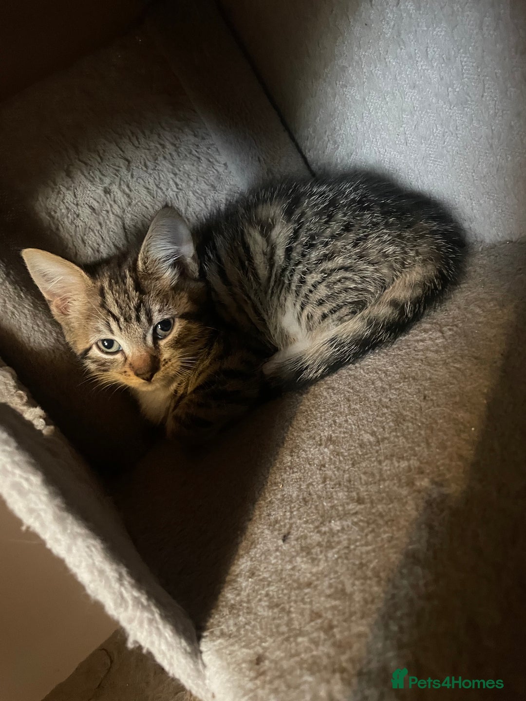 Domestic Shorthair cats for sale: 5 beautiful kittens  - Image 14