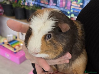 Guinea Pig rodents - Advert 1
