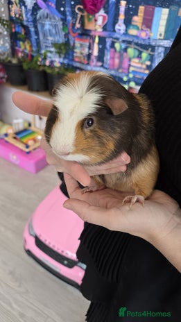 Guinea Pig rodents - Advert 2