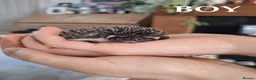 Pygmy Hedgehog rodents for sale: Pygmy hedgehogs, one boy two girls - Advert 8