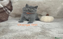 British Shorthair cats for sale: Beautiful Pure bred British shorthair kittens - Image 1