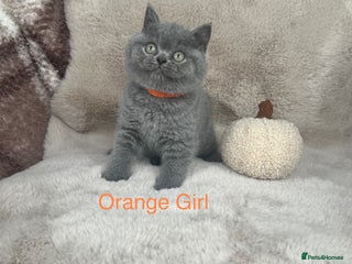 British Shorthair cats for sale - Advert 1