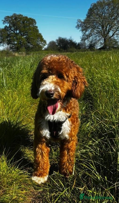 Australian Labradoodle dogs 🐾 RALPH - AUSTRALIAN LABRADOODLE STUD DOG - Advert 3