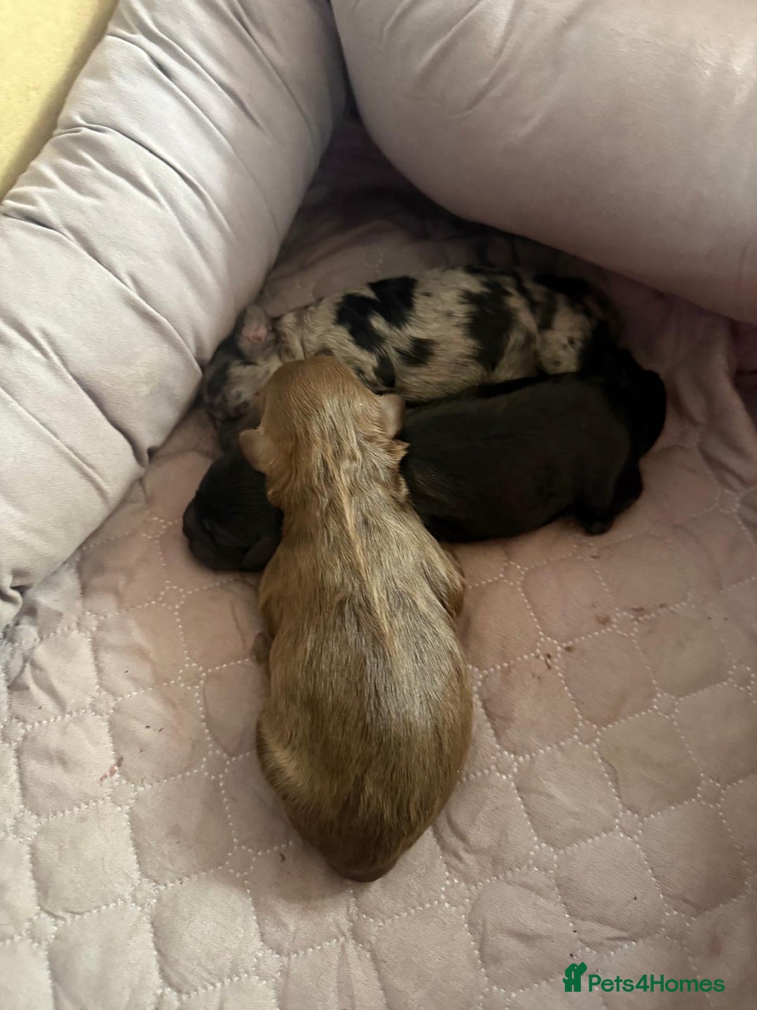 Shihpoo dogs for sale: Ready now Stunning Shihpoo puppies - Image 14